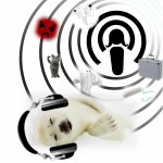 FW009: Faselwesen Neun - Treffen sich zwei Podcastinnen, ...